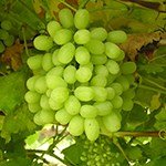 Thompson Seedless