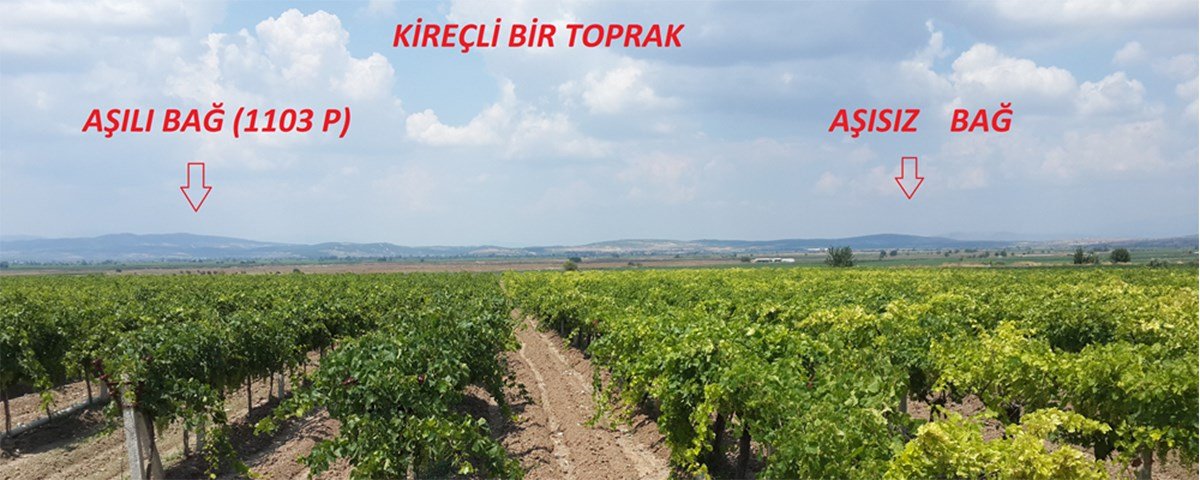 Kireçli bir toprak kıyaslaması